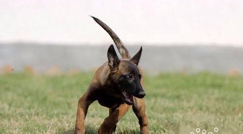 马犬6个月大不凶猛是为什么？如何训练让它变得勇敢？