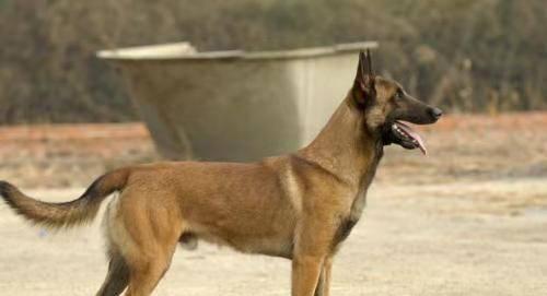 马犬6个月大不凶猛是为什么？如何训练让它变得勇敢？