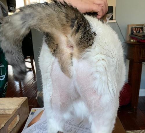 猫不让剪脚底毛怎么处理？有效方法有哪些？