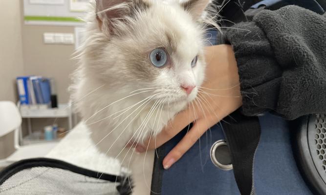 猫不让剪脚底毛怎么处理？有效方法有哪些？