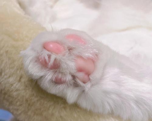 猫不让剪脚底毛怎么处理？有效方法有哪些？