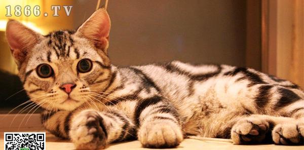 猫打虫药吃多了会怎么样？如何正确给猫咪驱虫？