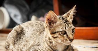 猫的尾巴短是遗传还是疾病导致的？
