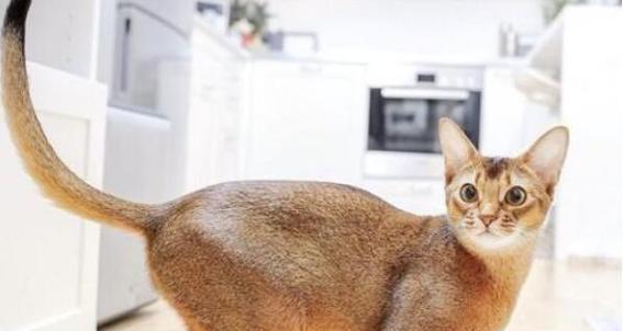 猫的尾巴短是遗传还是疾病导致的？