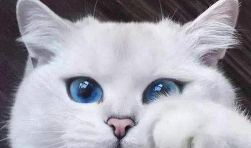 猫的眼睛什么颜色最好看？如何根据颜色判断猫咪的健康状况？