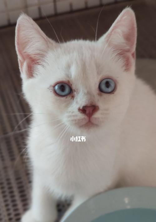 猫的眼睛什么颜色最好看？如何根据颜色判断猫咪的健康状况？