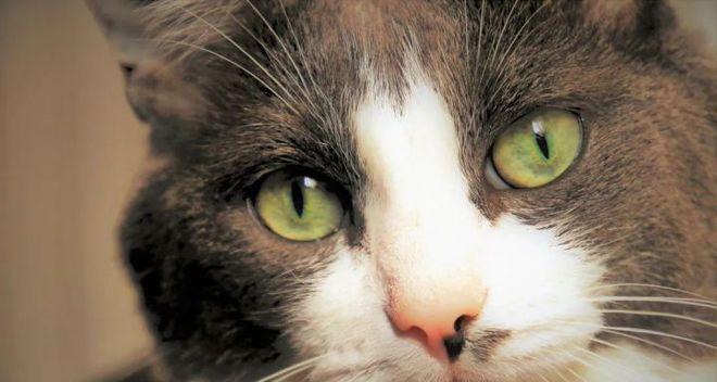 猫的眼睛什么颜色最好看？如何根据颜色判断猫咪的健康状况？
