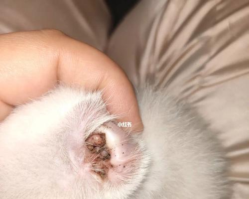 猫耳螨会传染给人吗？如何预防和处理？