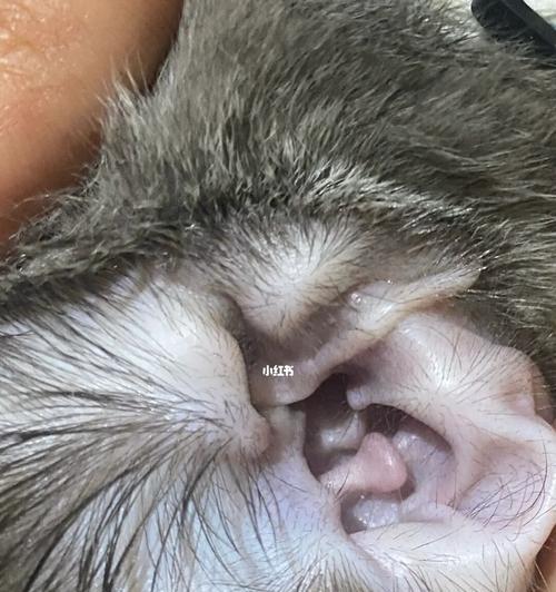 猫耳螨会传染给人吗？如何预防和处理？