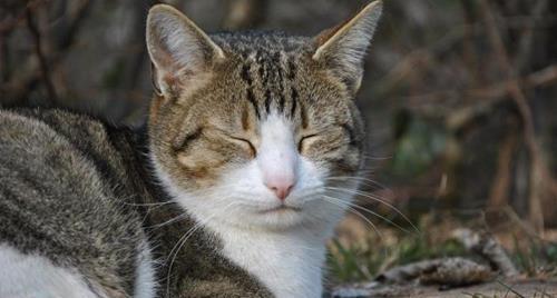 猫老是发抖是怎么回事啊？可能的原因有哪些？