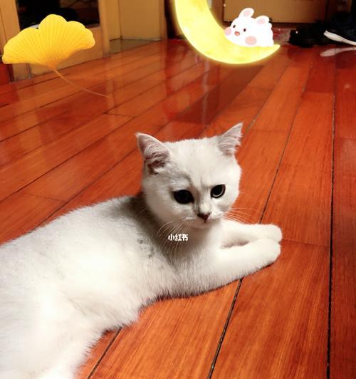 猫猫下小猫前有什么反应？如何判断猫咪即将分娩？