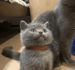 猫猫下小猫前有什么反应？如何判断猫咪即将分娩？