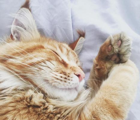 猫为什么喜欢磨抓子？磨抓子的物品选择有讲究吗？