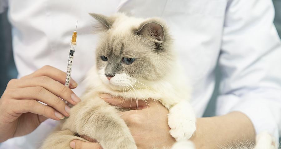 猫生化12项检查包括哪些内容？结果异常意味着什么？