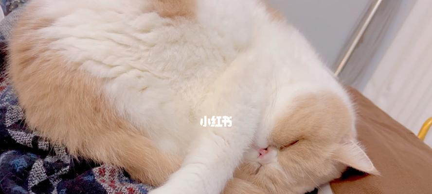 猫睡觉打呼噜声音过大怎么处理？
