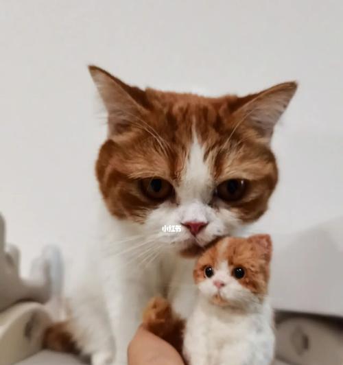 猫下小猫之前有什么作用？了解母猫的生育准备过程