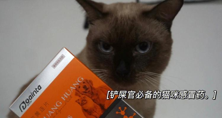 猫用感冒药叫什么？使用不当会有哪些影响？