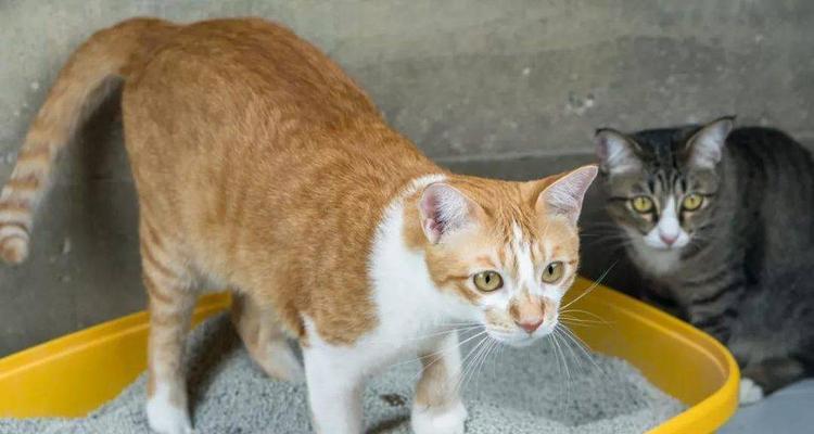 猫在花盆里拉屎了怎么办？如何清理和预防？