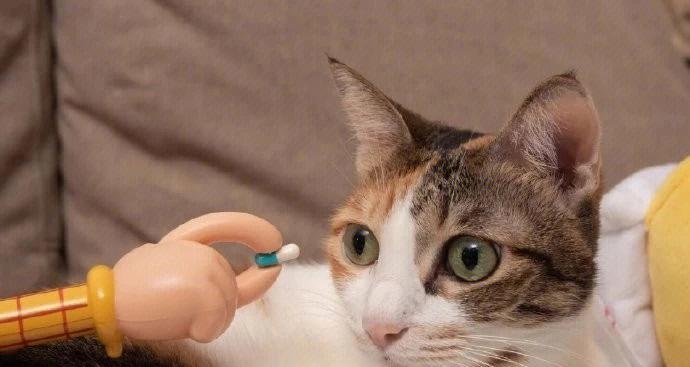 猫咬人不痛是怎么回事？如何解决？