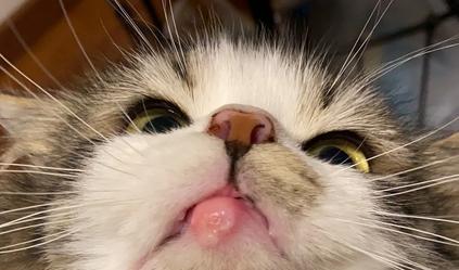 猫咪被蜜蜂咬了怎么处理？紧急处理方法和预防措施是什么？