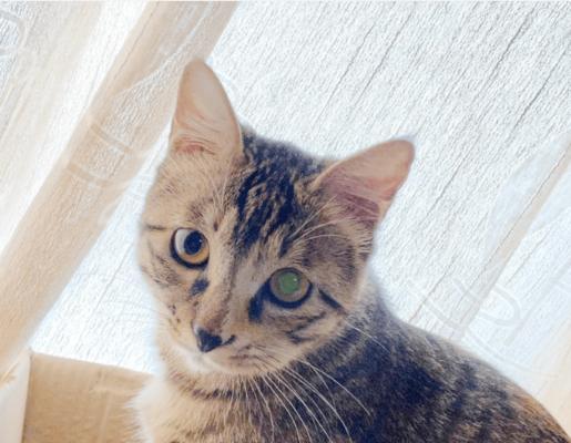 猫咪被蜜蜂咬了怎么处理？紧急处理方法和预防措施是什么？