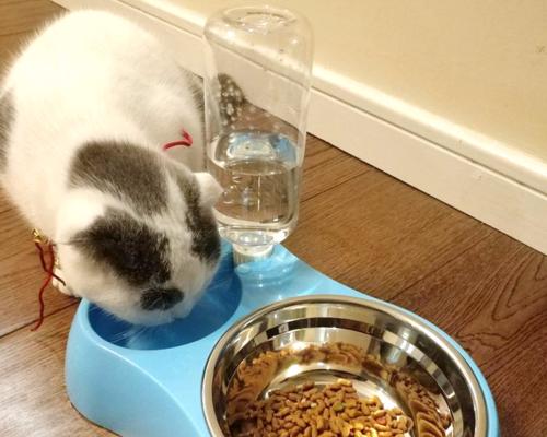 猫咪长期吃狗粮会怎么样？对健康有什么影响？