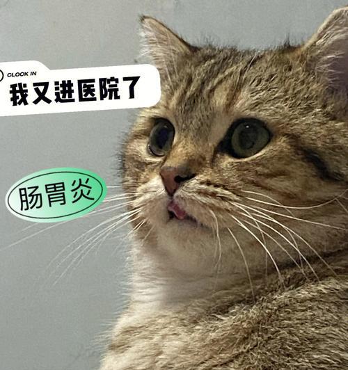 猫咪肠胃炎时适合食用哪些蔬菜？