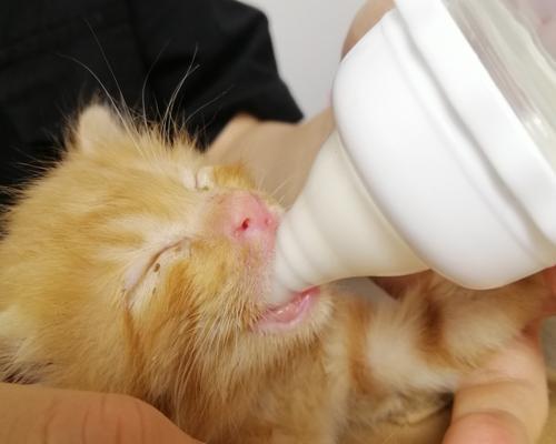 猫咪肠胃炎时适合食用哪些蔬菜？