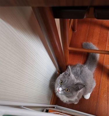 猫咪城市图片怎么找？哪里有高清的猫咪城市图片下载？