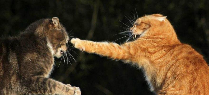猫咪打架战斗力怎么回事？如何理解猫咪的战斗力表现？