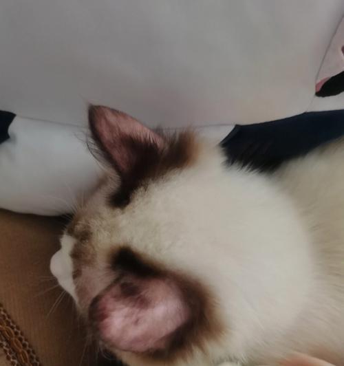 猫咪耳朵掉毛是怎么回事？可能是这些原因导致的