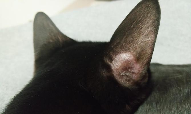 猫咪耳朵掉毛是怎么回事？可能是这些原因导致的