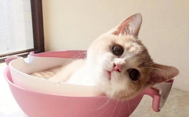 猫咪好能吃却突然不吃不喝是怎么回事？