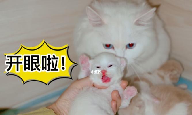 猫咪开眼时间是多久？开眼后需要注意什么？