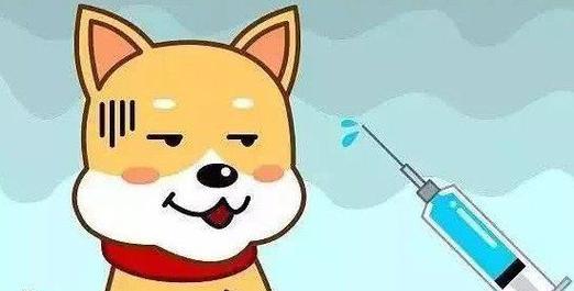猫咪可以不打狂犬疫苗吗？不接种疫苗的风险是什么？