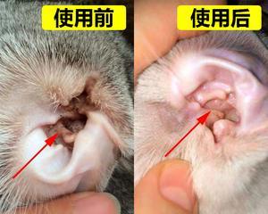 猫咪可以使用史克肠虫清吗？使用方法和注意事项是什么？