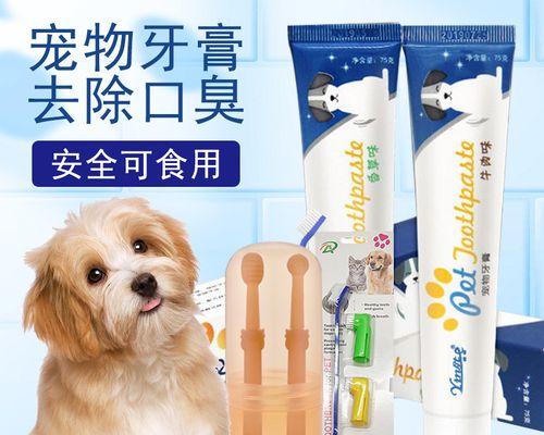 猫咪口腔发炎应该用什么药？如何正确处理？