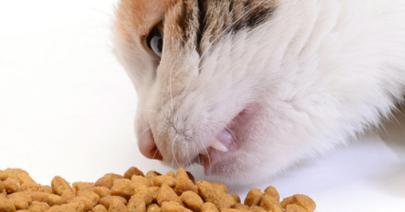 猫咪拉肚子怎么办？能吃什么药好？