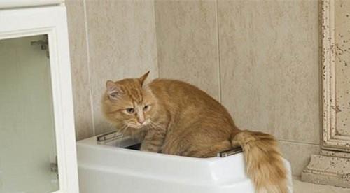猫咪拉血尿是什么原因？如何及时发现并处理？