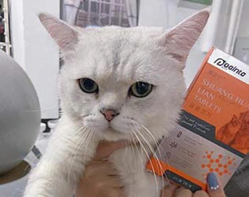 猫咪频繁打喷嚏和鼻涕泡是什么原因？如何解决？