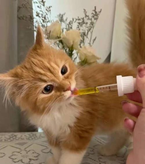 猫咪频繁打喷嚏和鼻涕泡是什么原因？如何解决？