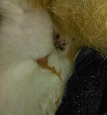 猫咪流产之后应该怎么办？如何照顾和恢复健康？