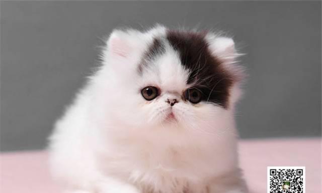 猫咪流产之后应该怎么办？如何照顾和恢复健康？