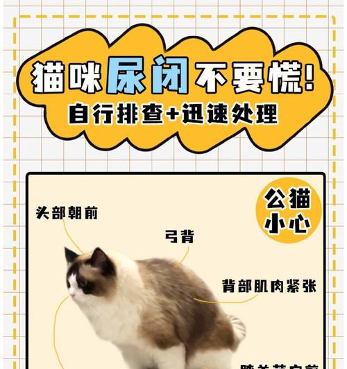 猫咪尿频尿不出时应吃什么药？常见解决方法有哪些？
