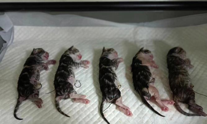 猫咪剖腹产后还能喂奶吗？术后护理和喂养指南是什么？