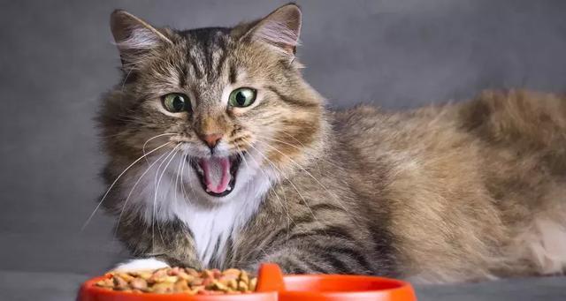 猫咪放屁很臭怎么办？有效去除宠物异味的方法是什么？