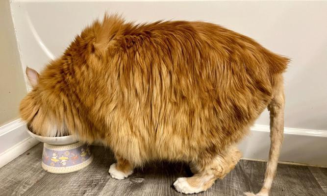 猫咪放屁很臭怎么办？有效去除宠物异味的方法是什么？