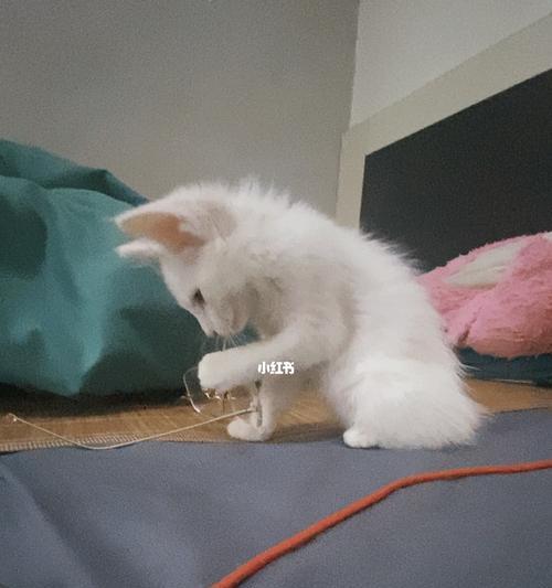 猫咪放屁很臭怎么办？有效去除宠物异味的方法是什么？