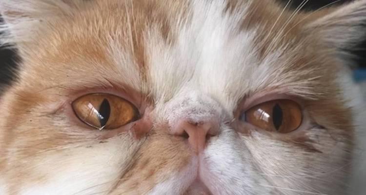 猫咪感染呼吸道病毒怎么办？常见症状和治疗方法是什么？