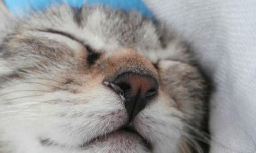 猫咪感染呼吸道病毒怎么办？常见症状和治疗方法是什么？